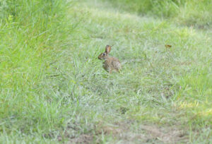 Cottontail Rabbit