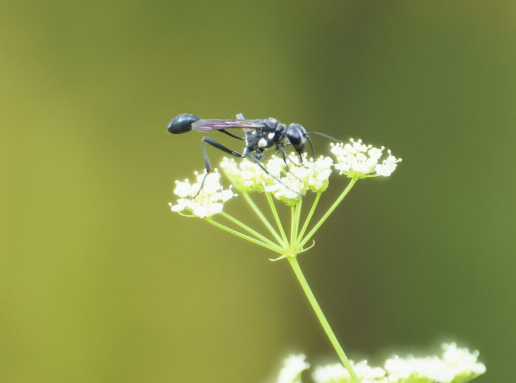 Gold-marked Thread-waisted Wasp