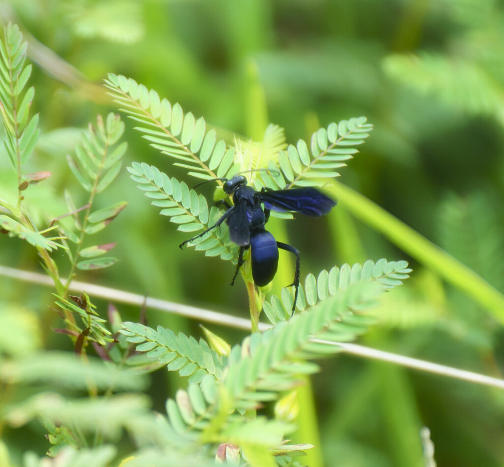 Great Black Digger Wasp