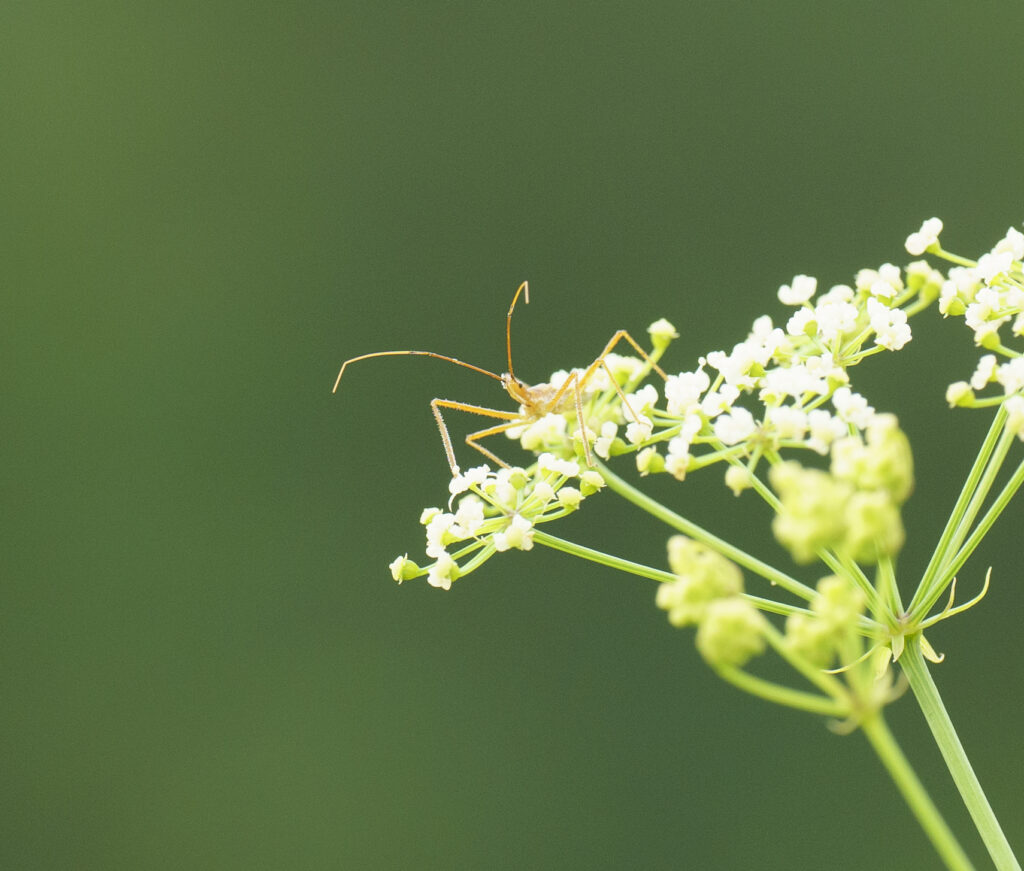 Assassin Bug, Zelus cervicalis