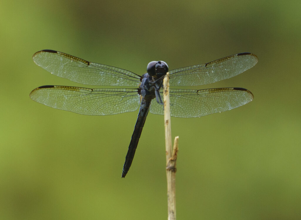 Slaty Skimmer, Libellula incesta