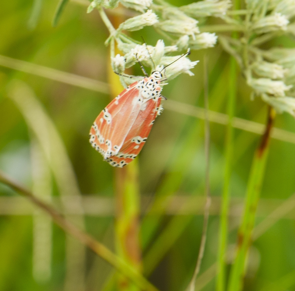 Ornate Bella Moth