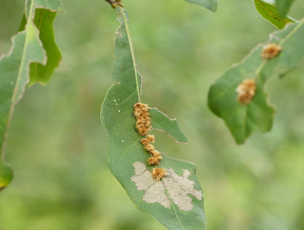 Furry Oak Leaf Gall Wasp