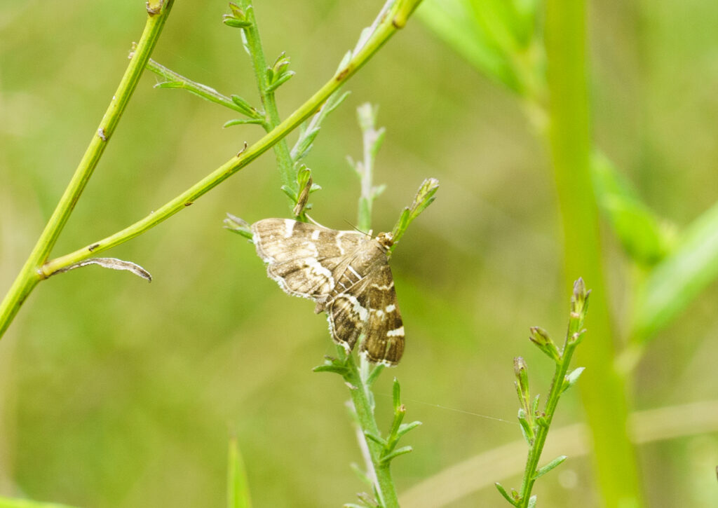 Spotted Beet Webworm Moth