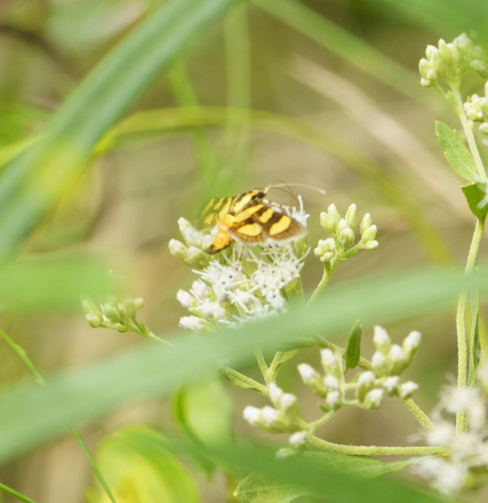 Orange-spotted Flower Moth