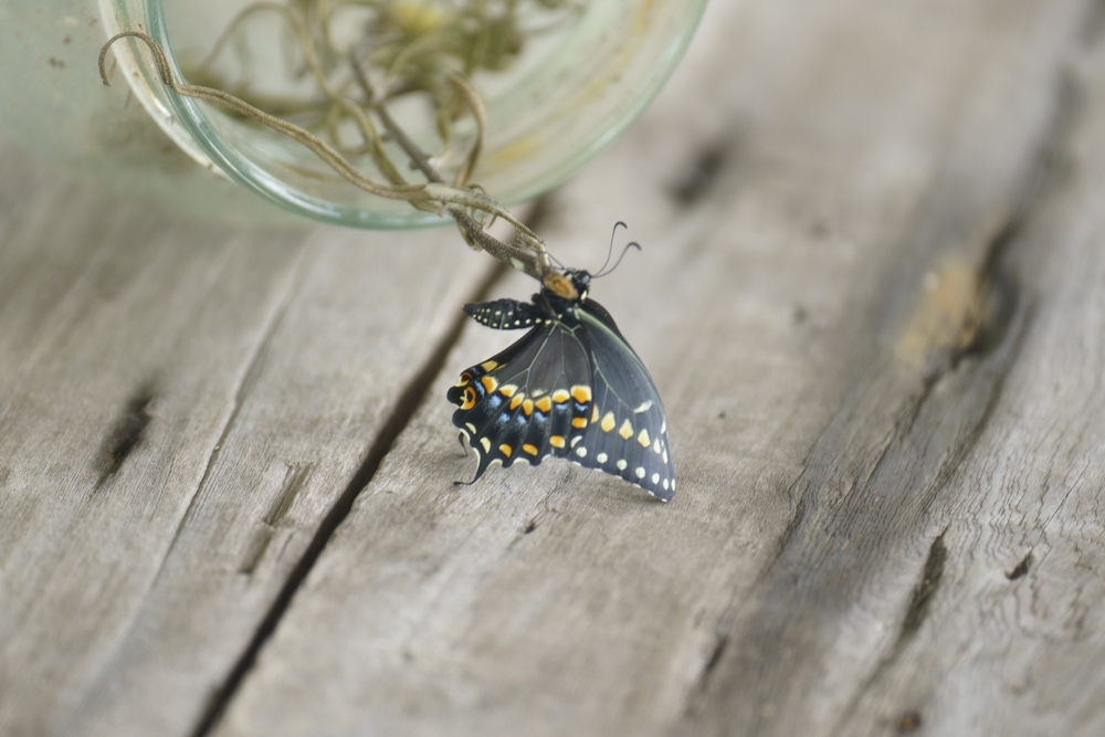 Black Swallowtail, Papilio polyxenes