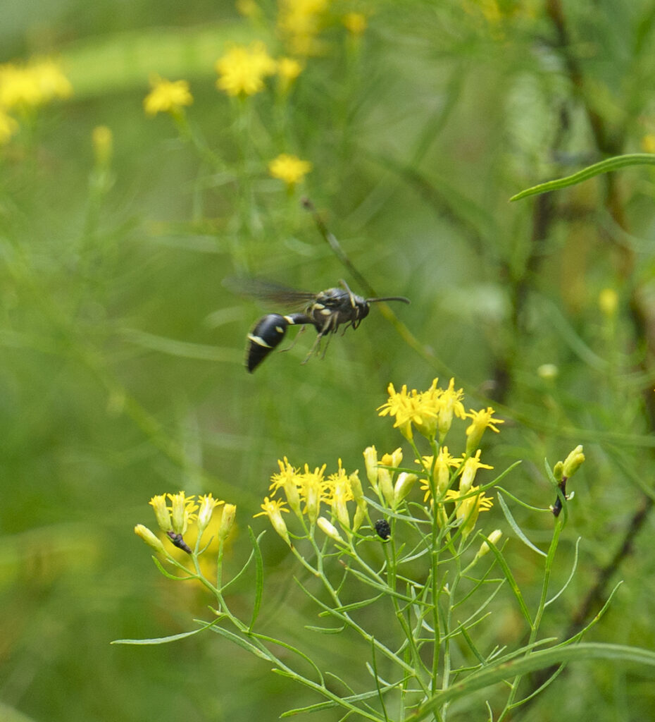 Fraternal Potter Wasp