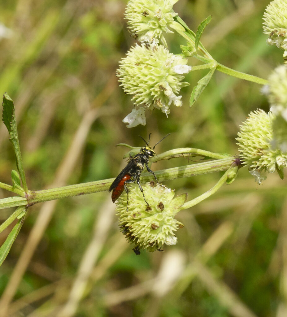 Larra bicolor