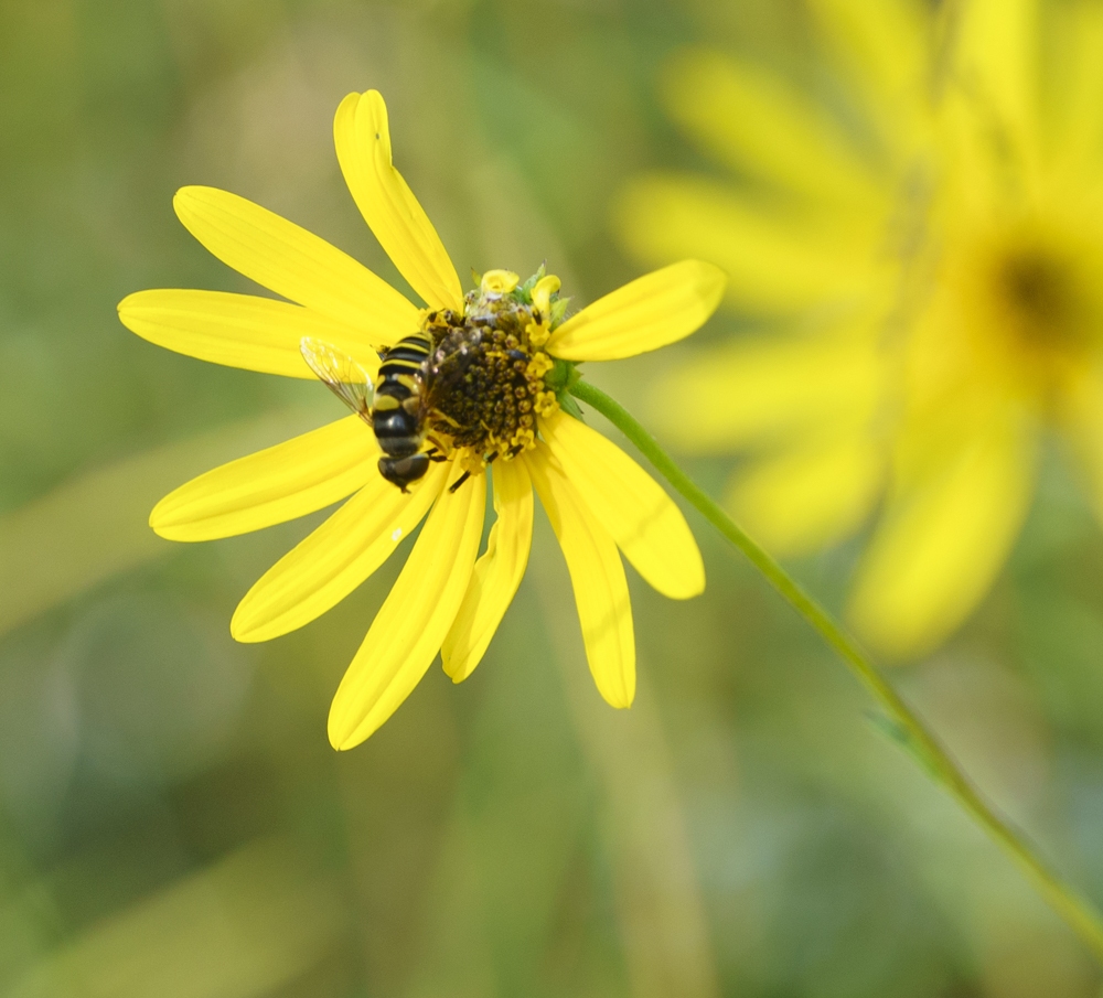 Transverse-banded Flower Fly