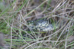 Speckled Kingsnake