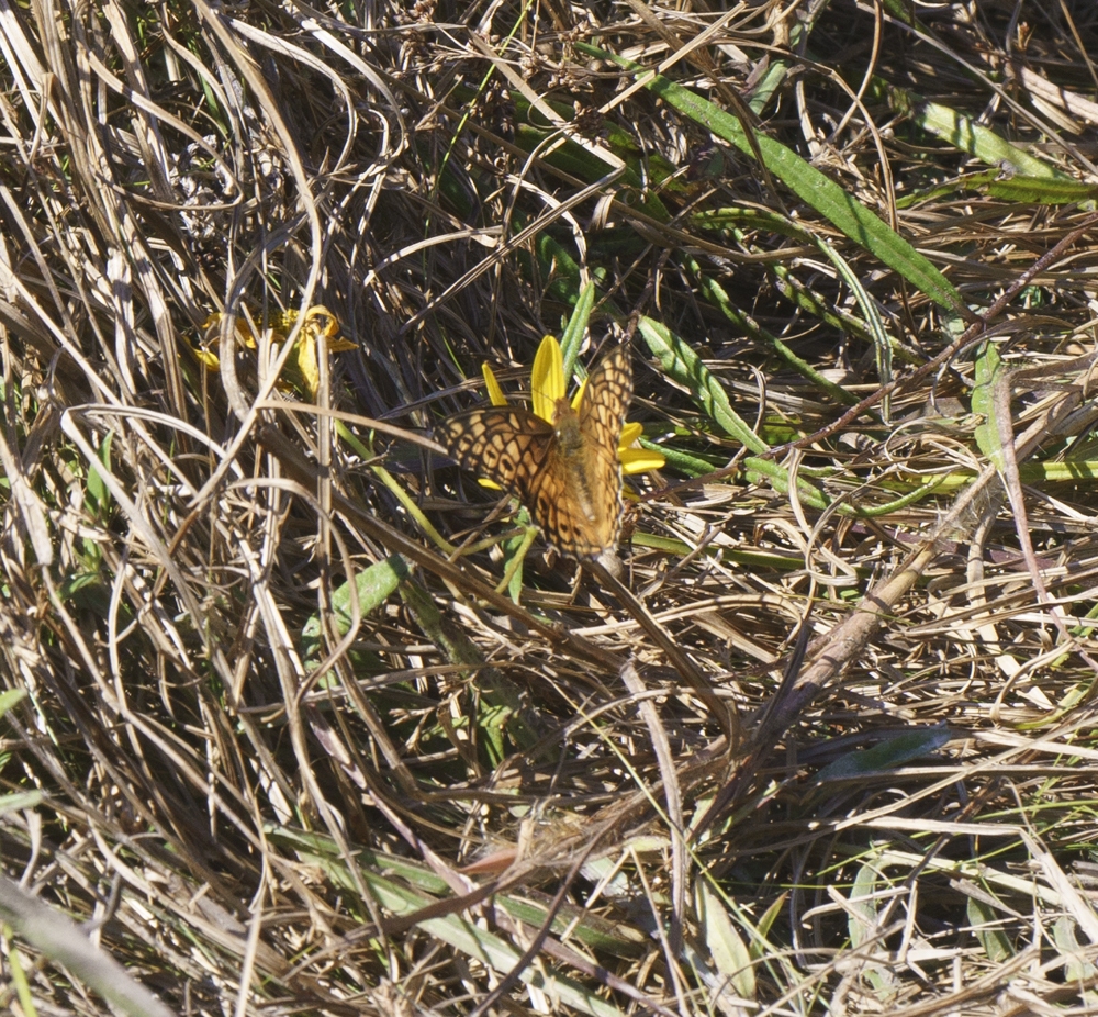 Variegated Fritillary