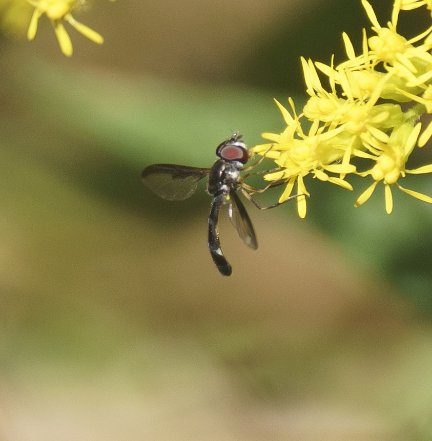 Cobalt Hover Fly