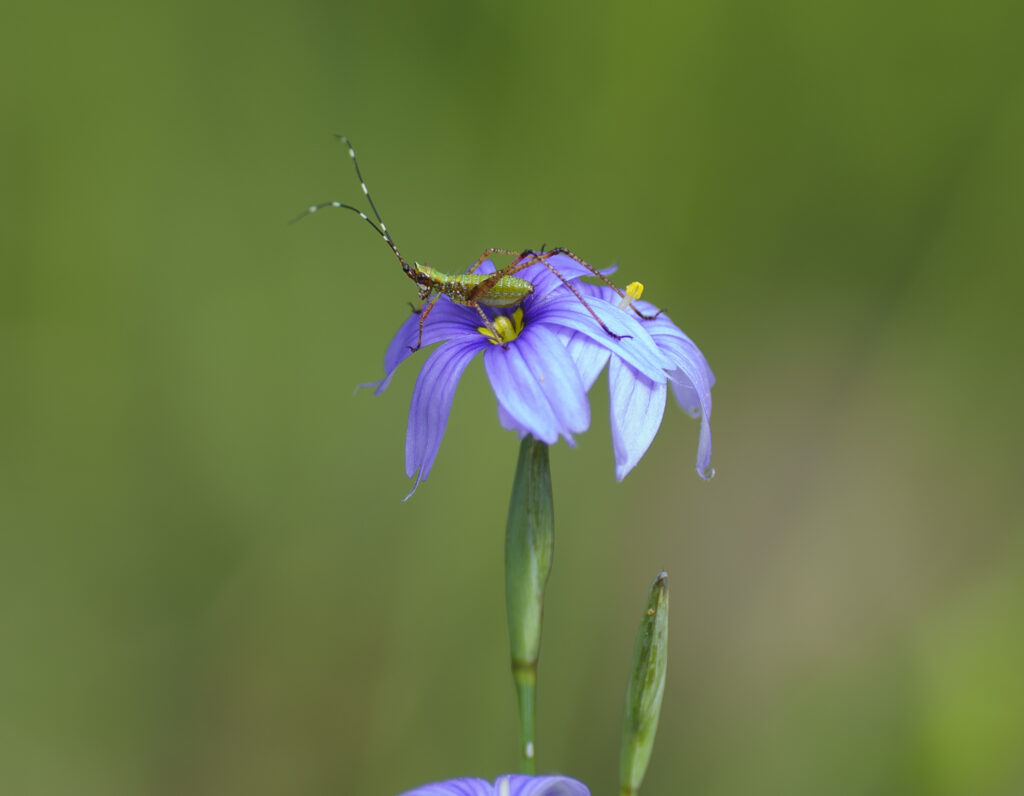 Fork-tailed Bush Katydid