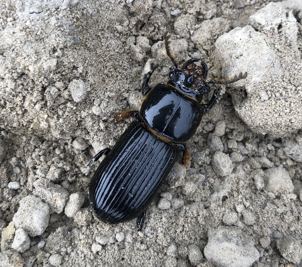 Horned Passalus Beetle