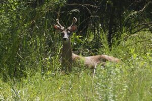 Whitetail Deer