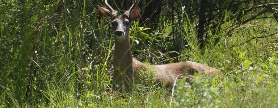 Whitetail Deer