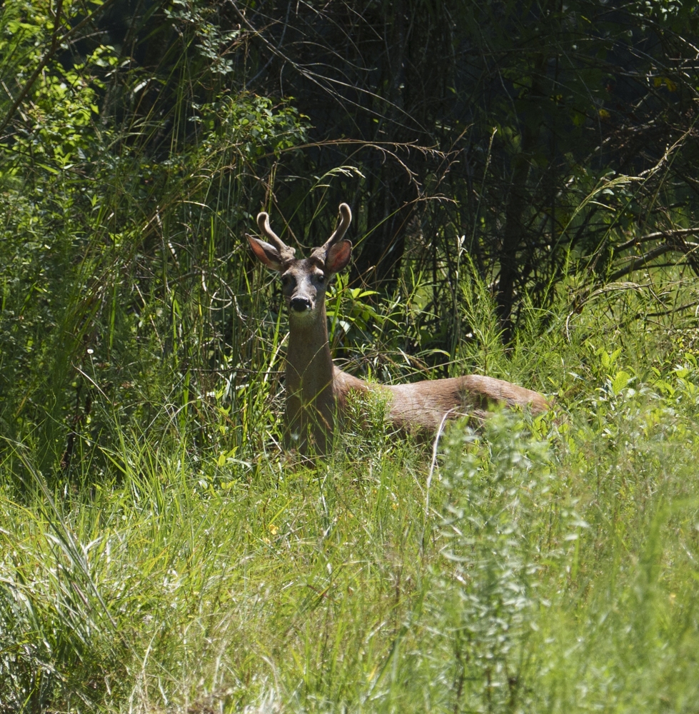 Whitetail Deer