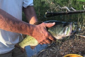 Largemouth Bass
