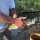 Fish Pond Management